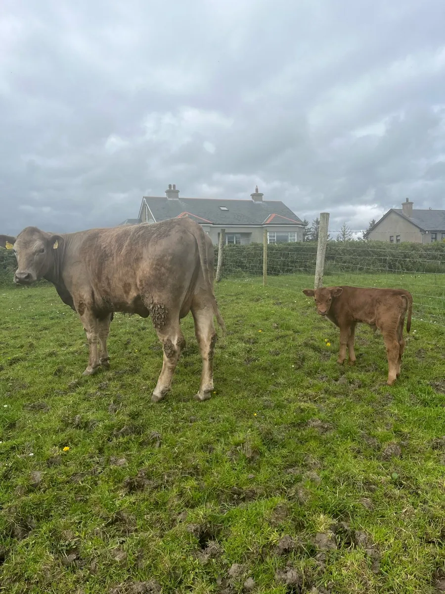 Charolais Cow and Calf - Image 1