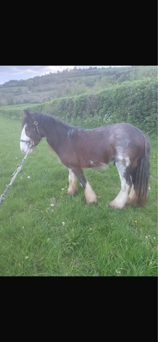 3 year old gelding - Image 3