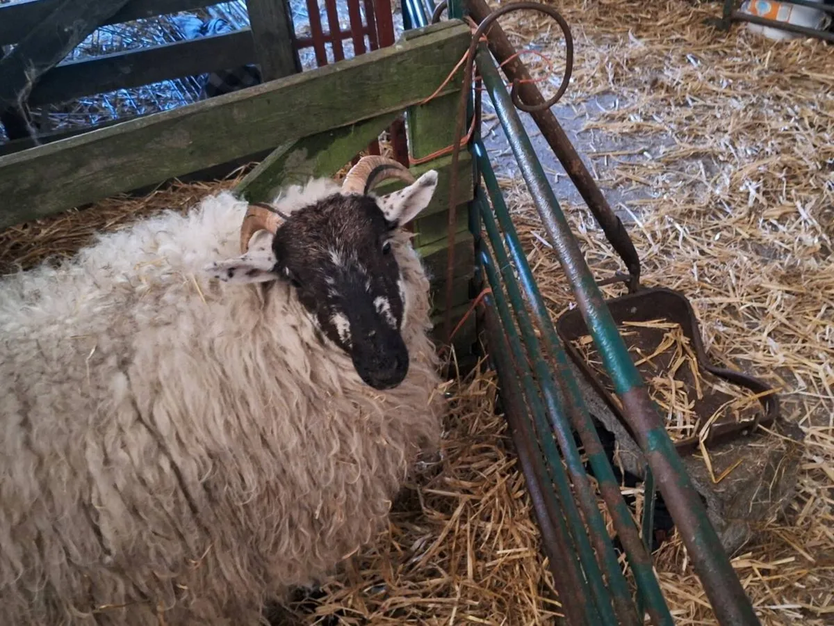 Two Foster hoggot ewes - Image 1