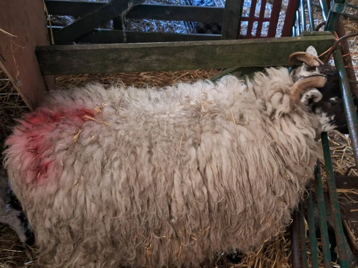 Two Foster hoggot ewes - Image 2