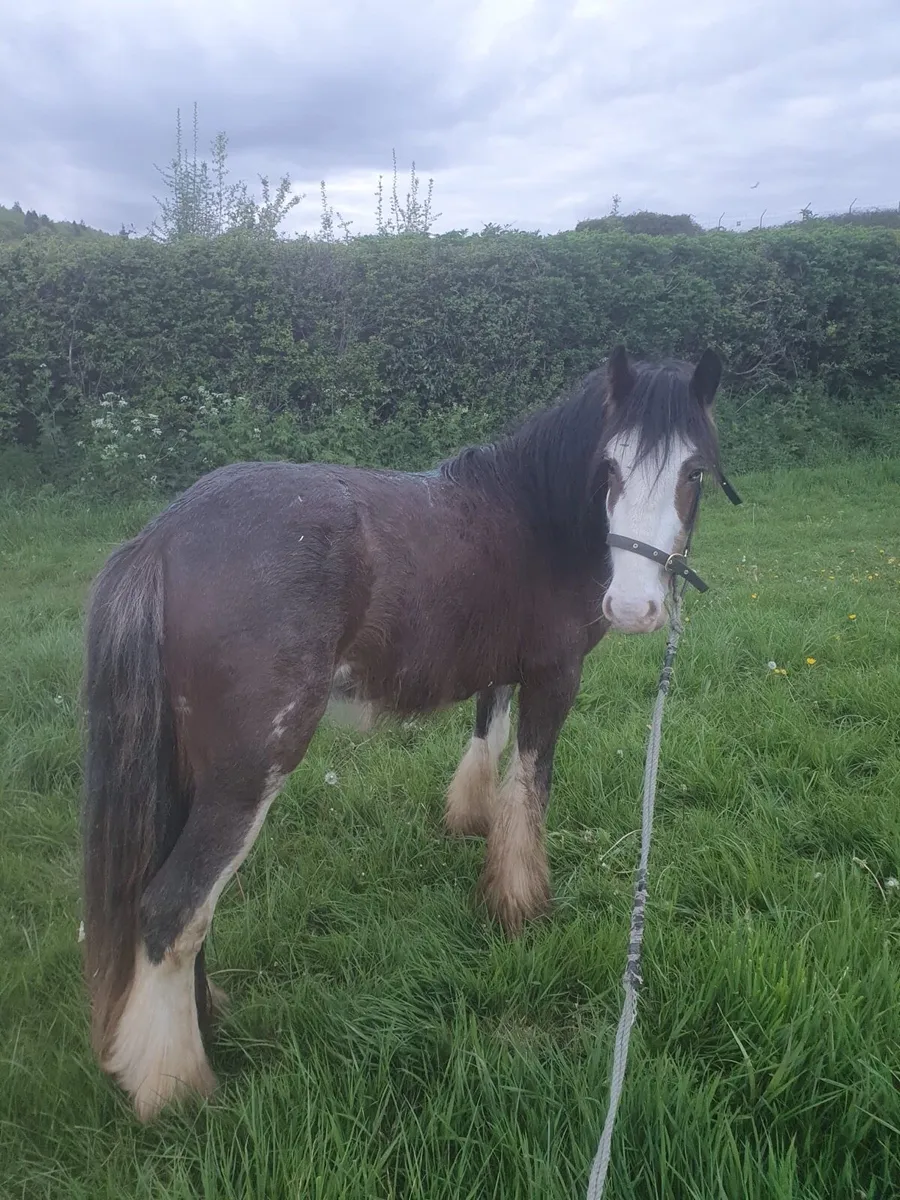 3 year old gelding - Image 1