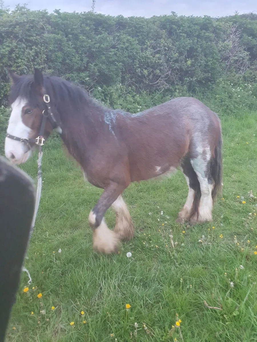 3 year old gelding - Image 2