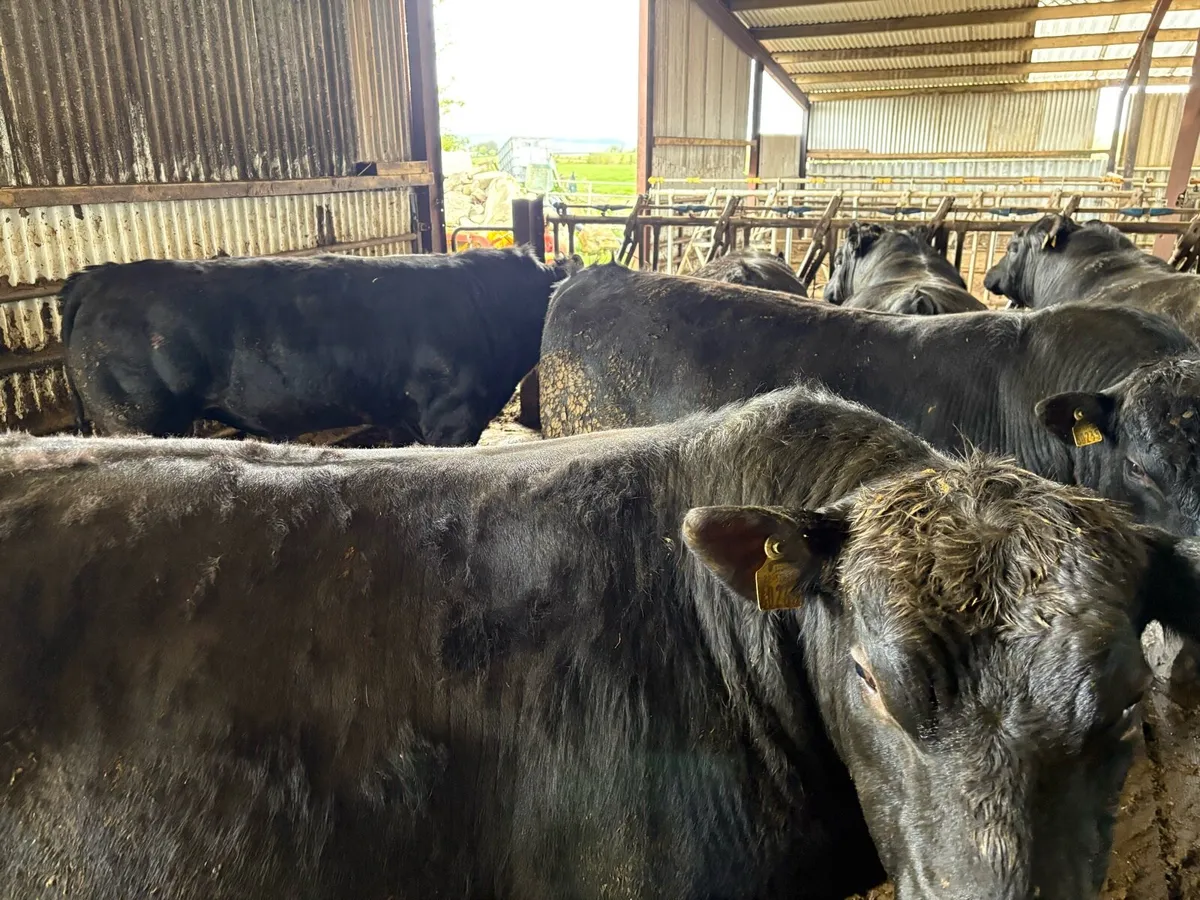 Aberdeen Angus bulls - Image 1