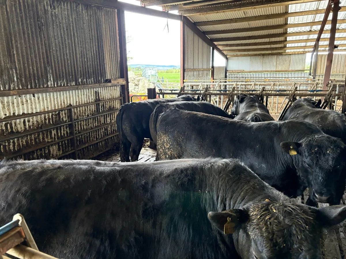 Aberdeen Angus bulls - Image 3