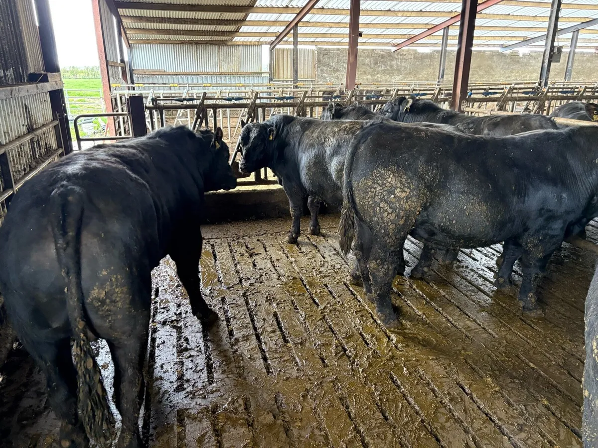 Aberdeen Angus bulls - Image 4