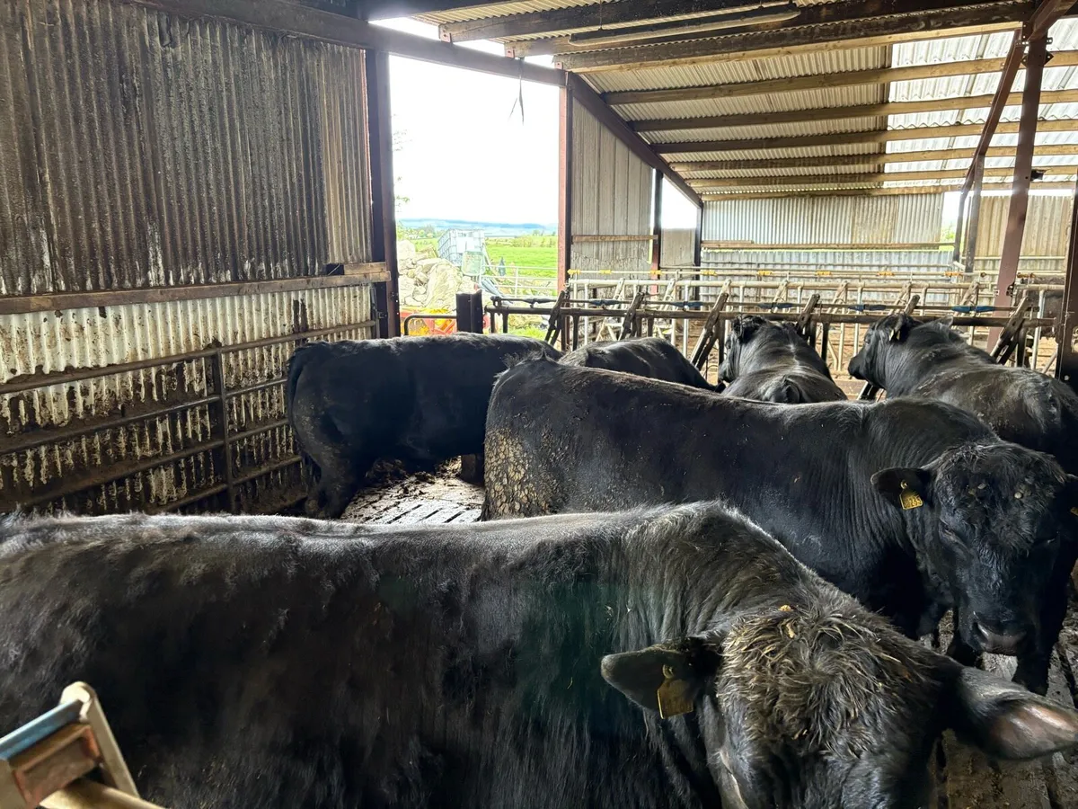 Aberdeen Angus bulls - Image 2