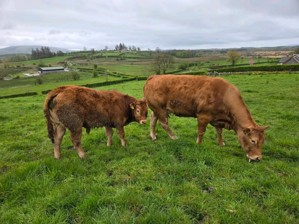 Cow with calf - Image 1