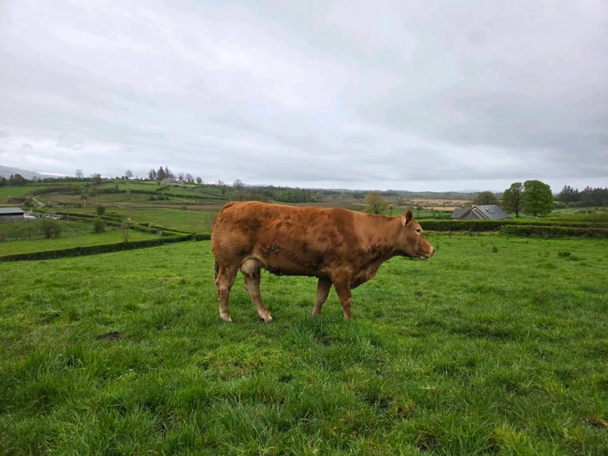 Cow with calf - Image 2