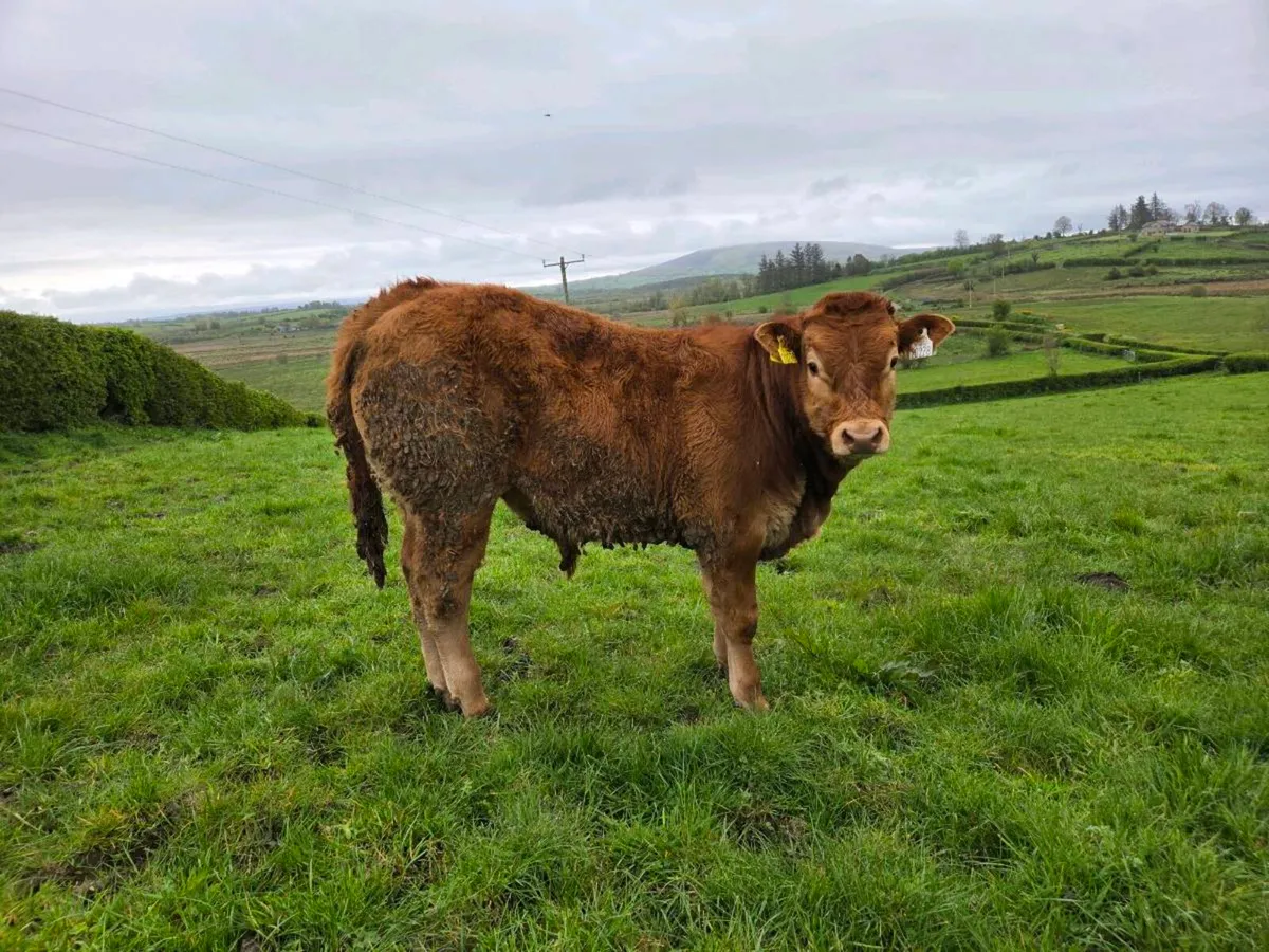 Cow with calf - Image 3