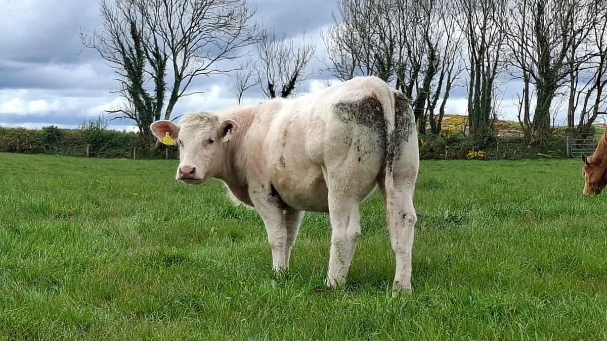 Super u grade heifer's - Image 2