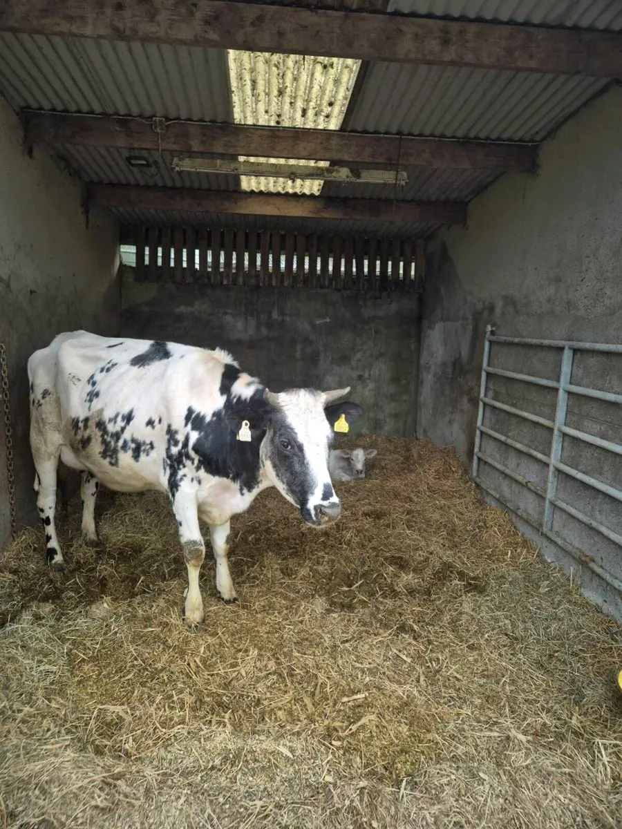 Shorthorn x with ch heifer calf - Image 2