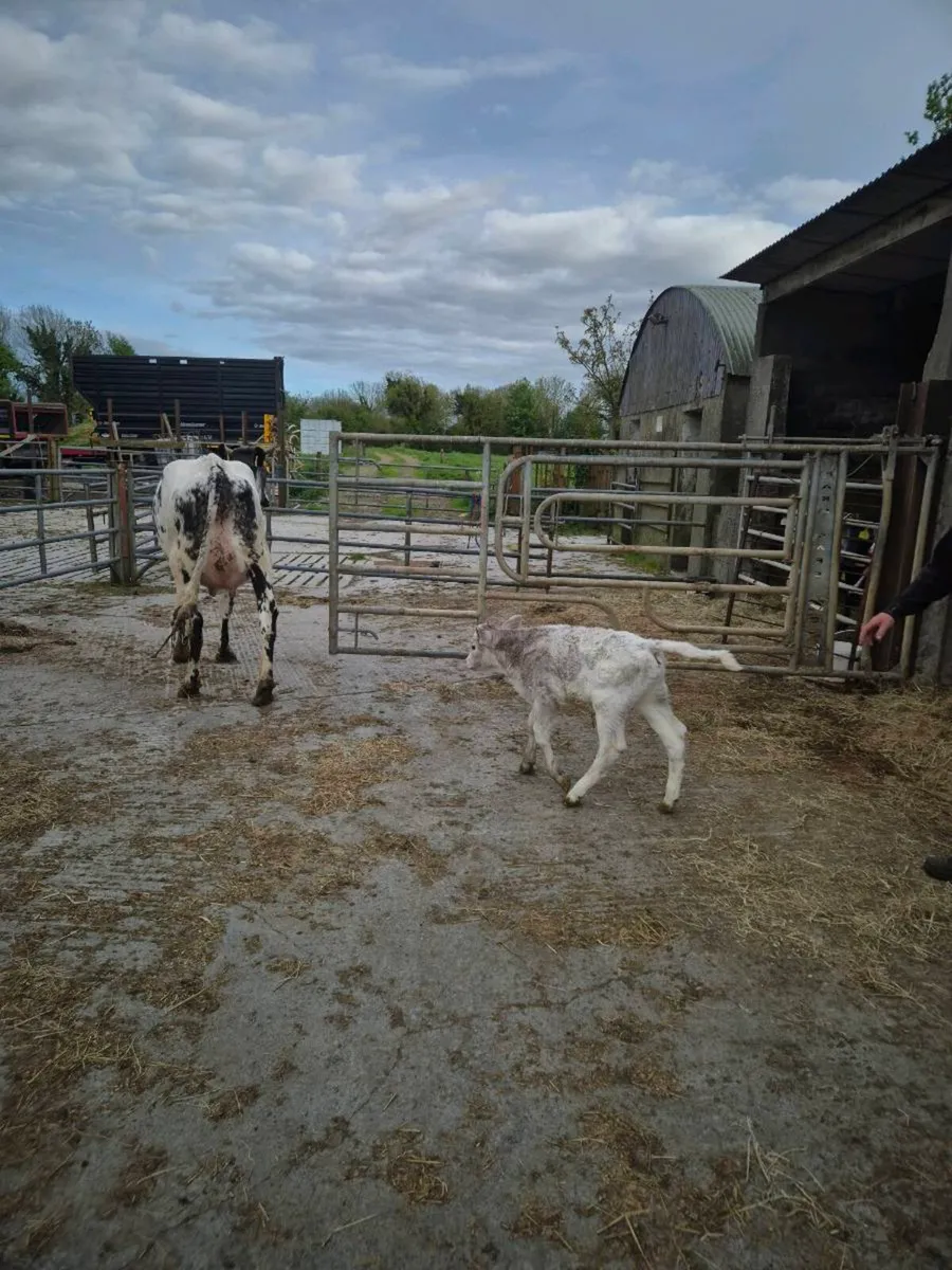 Shorthorn x with ch heifer calf - Image 3