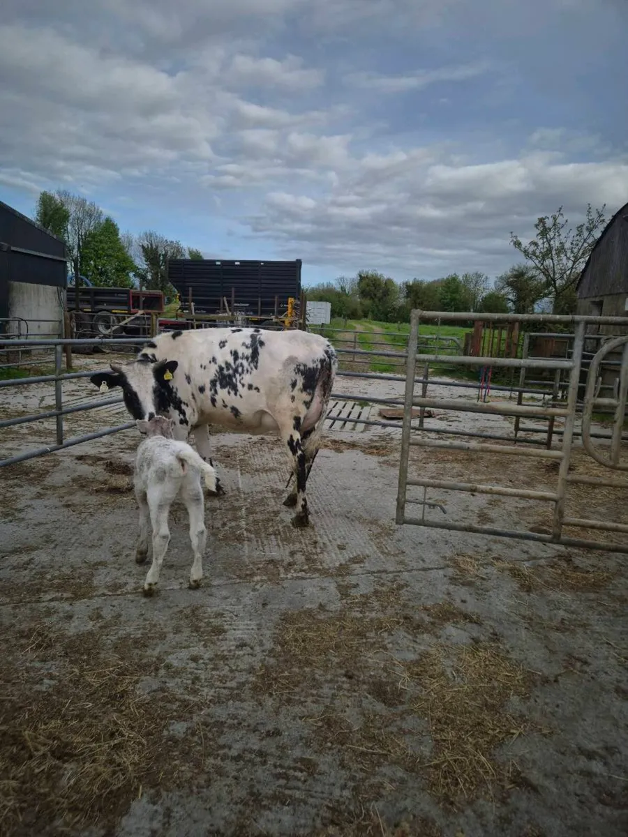 Shorthorn x with ch heifer calf - Image 1