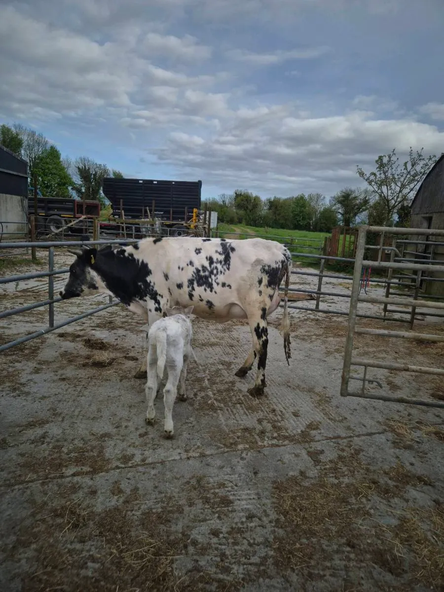 Shorthorn x with ch heifer calf - Image 4