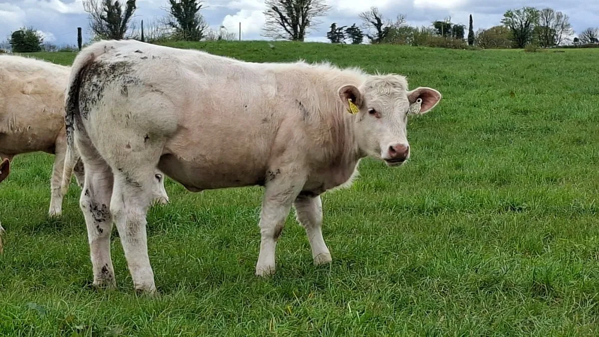 Super u grade heifer's - Image 3