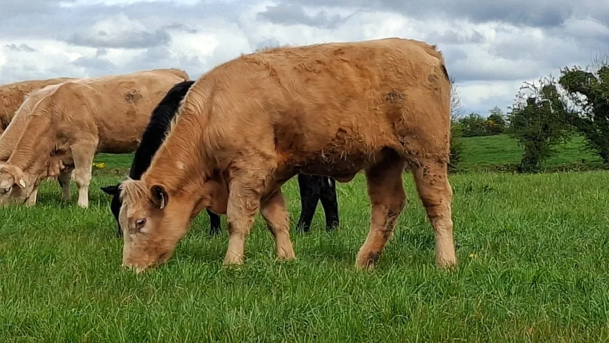 Super u grade heifer's - Image 4