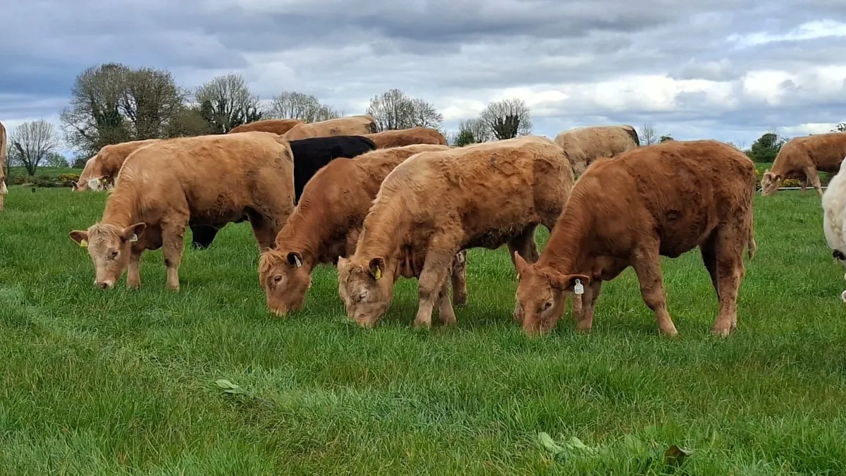 Super u grade heifer's - Image 1