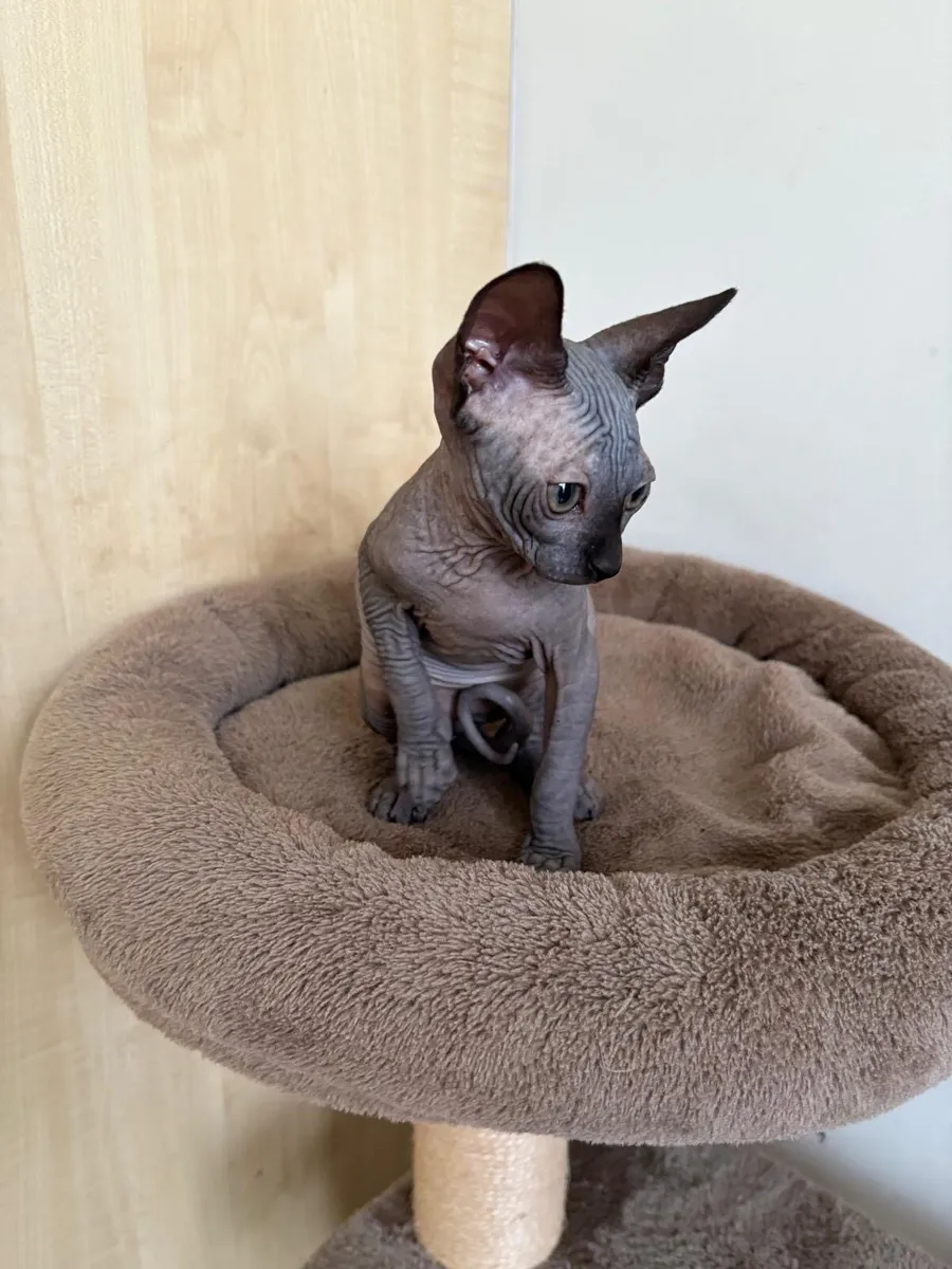 Sphynx  kittens - Image 1
