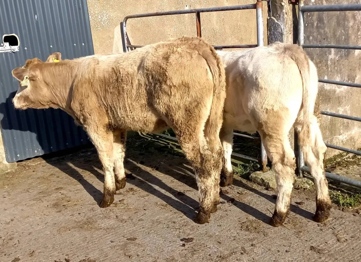 CHAROLAOIS  HEIFER WEANLINGS