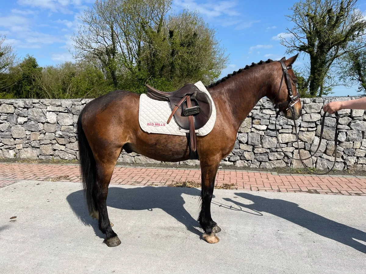 Beginners pony - Image 1