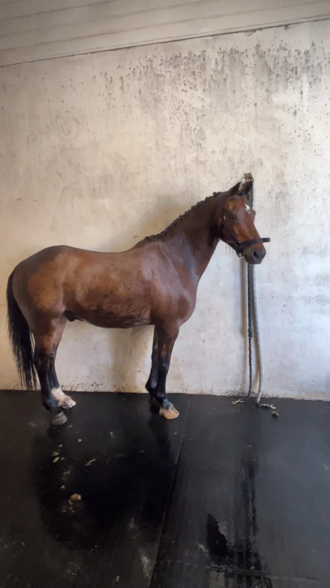 Beginners pony - Image 4