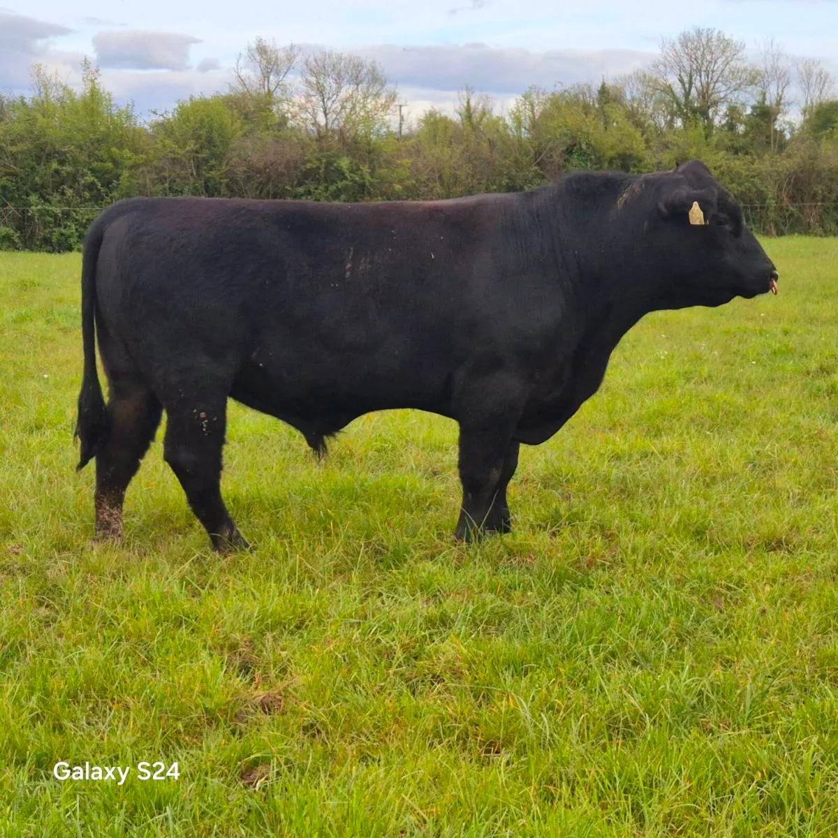 Angus Bulls - Image 3