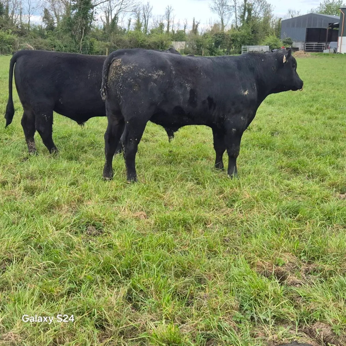 Angus Bulls - Image 4