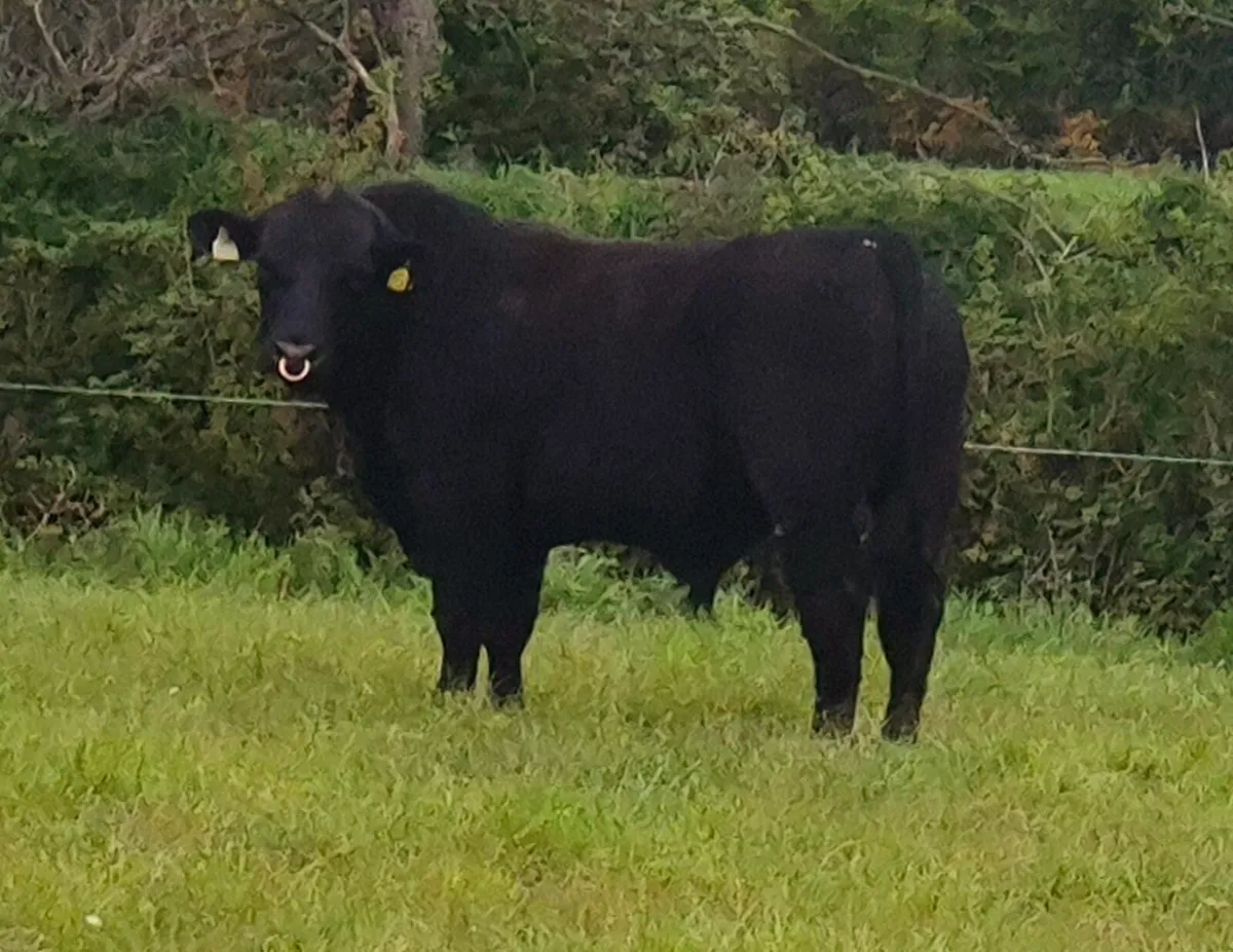 Angus Bulls - Image 1