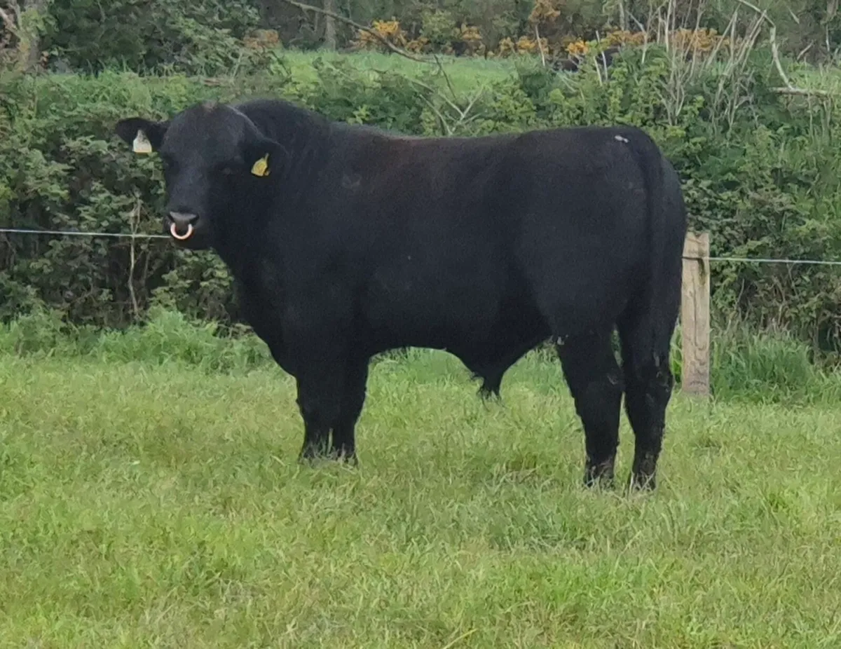 Angus Bulls - Image 2
