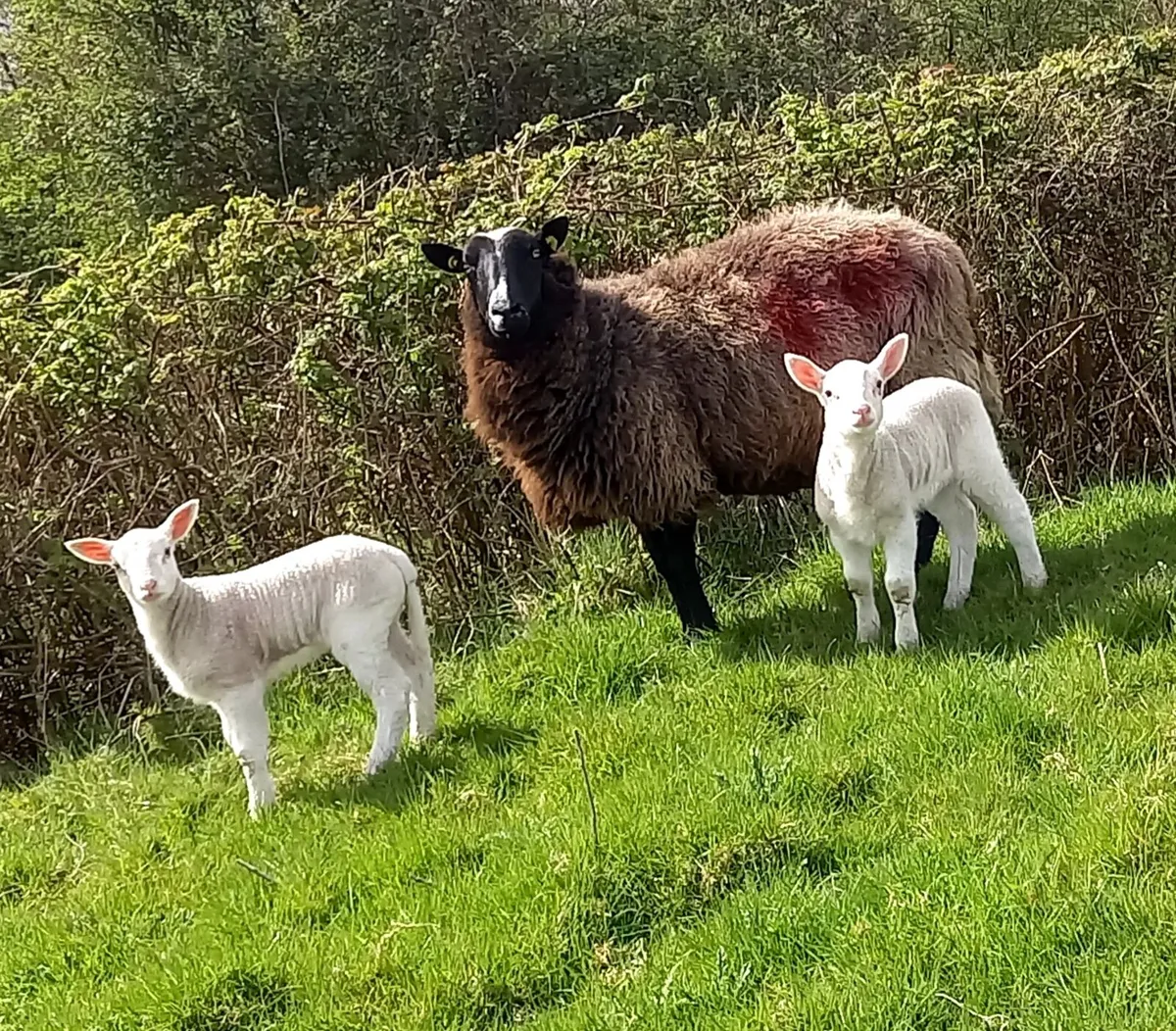 ZWARBLE    EWE  WITH  2   LAMBS