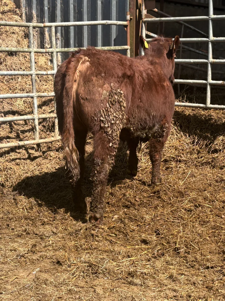 Breeding Heifers - Image 2