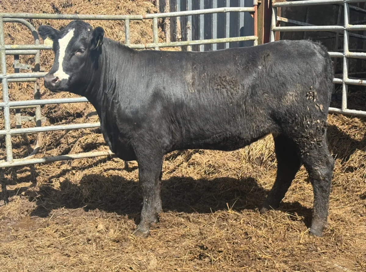 Breeding Heifers - Image 3