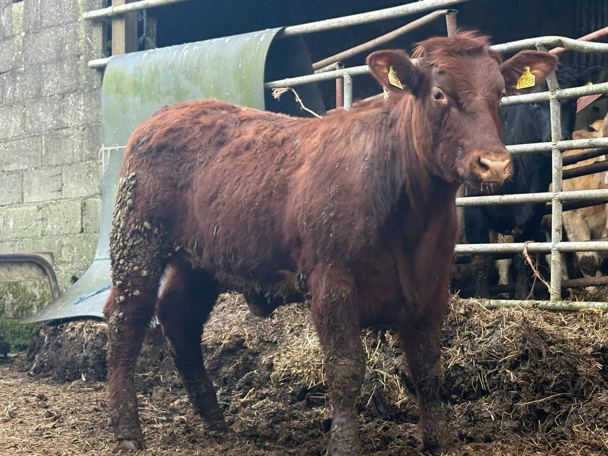 Breeding Heifers - Image 1