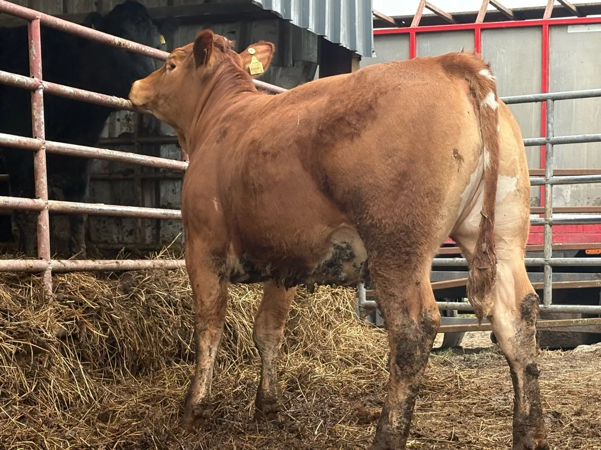 Breeding Heifers - Image 4