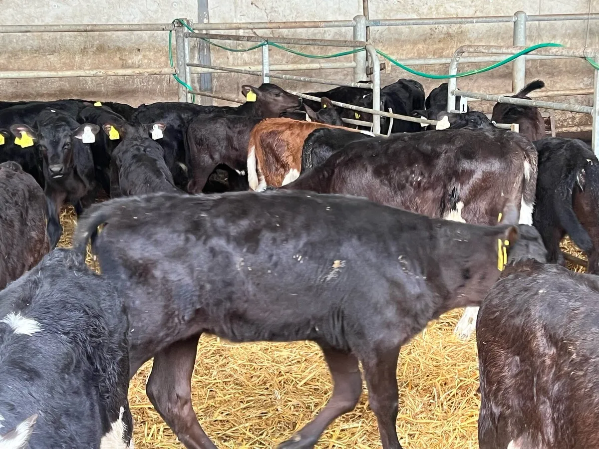 32 SUPER ANGUS AND HEREFORD HEIFERS - Image 4