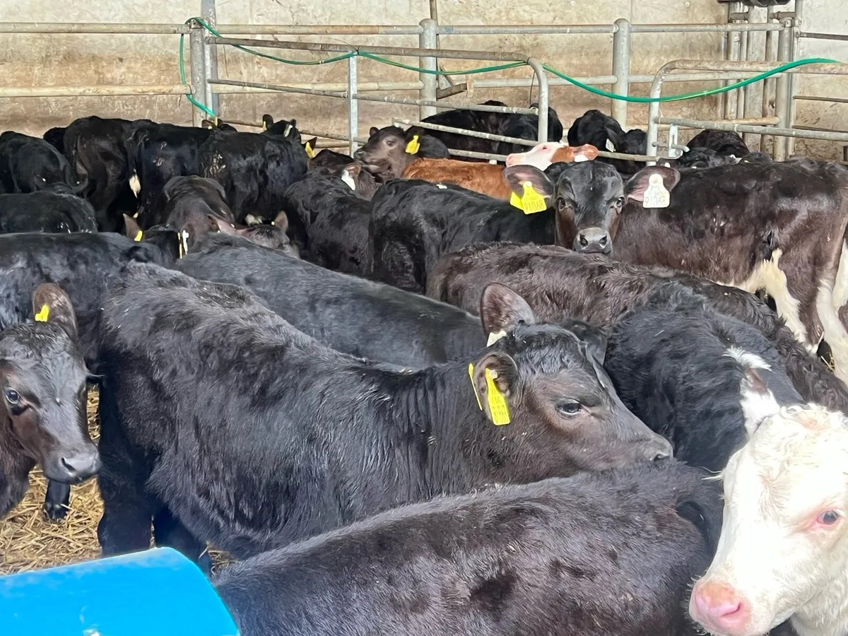 32 SUPER ANGUS AND HEREFORD HEIFERS - Image 1