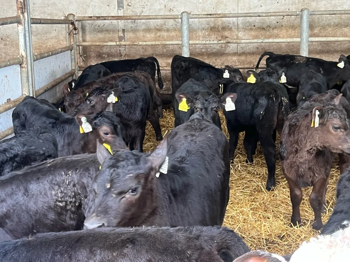 32 SUPER ANGUS AND HEREFORD HEIFERS - Image 2