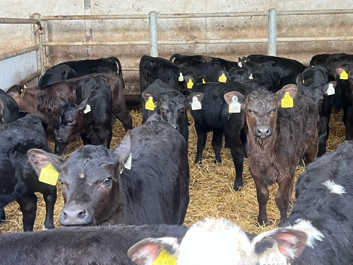 32 SUPER ANGUS AND HEREFORD HEIFERS - Image 3