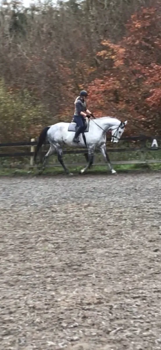 Grey gelding - Image 1