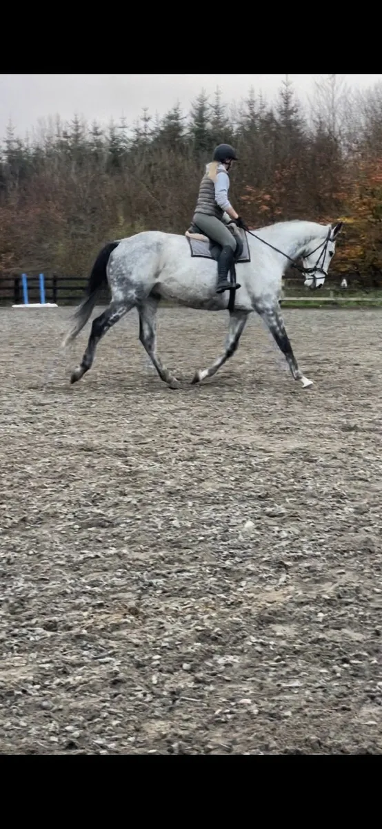 Grey gelding - Image 3