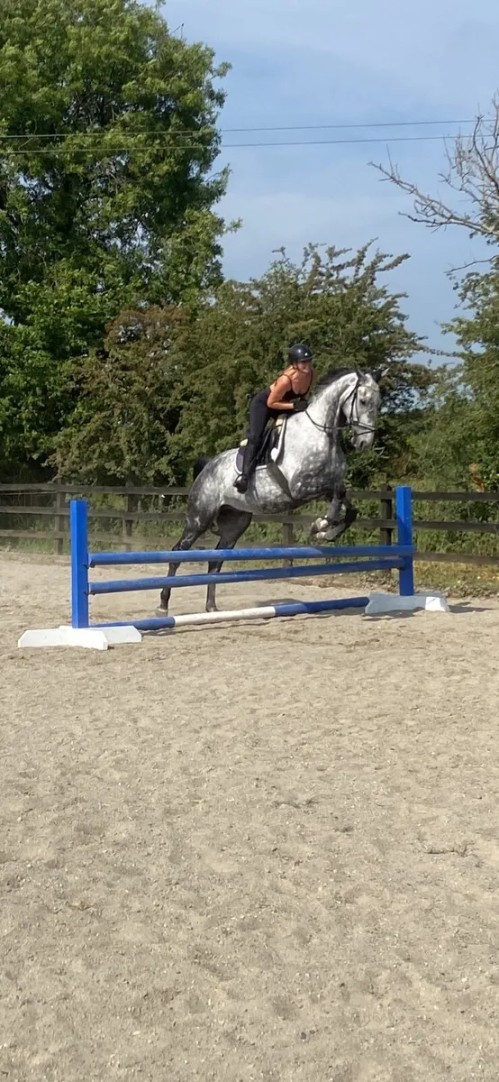 Grey gelding - Image 2