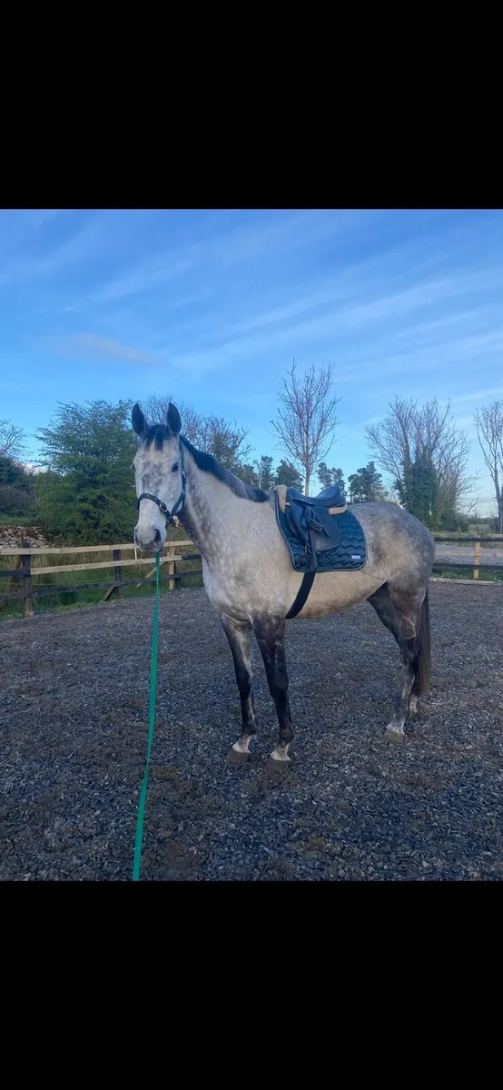 Grey gelding - Image 4