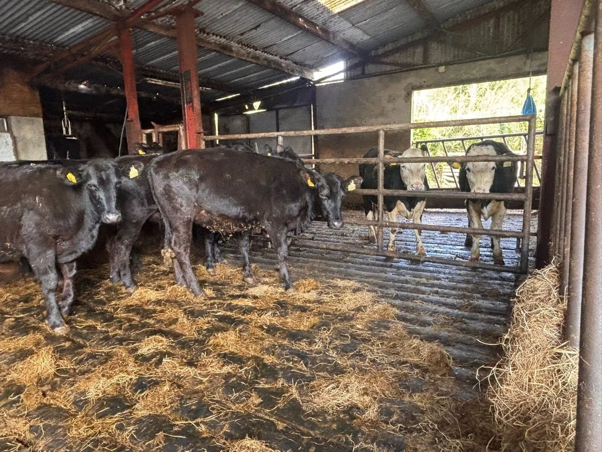 Life stock - Image 1