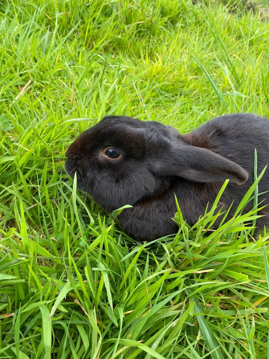 🗣️Bunnies, Rabbits, Rabbit for sale 15€ off!!‼️ - Image 2