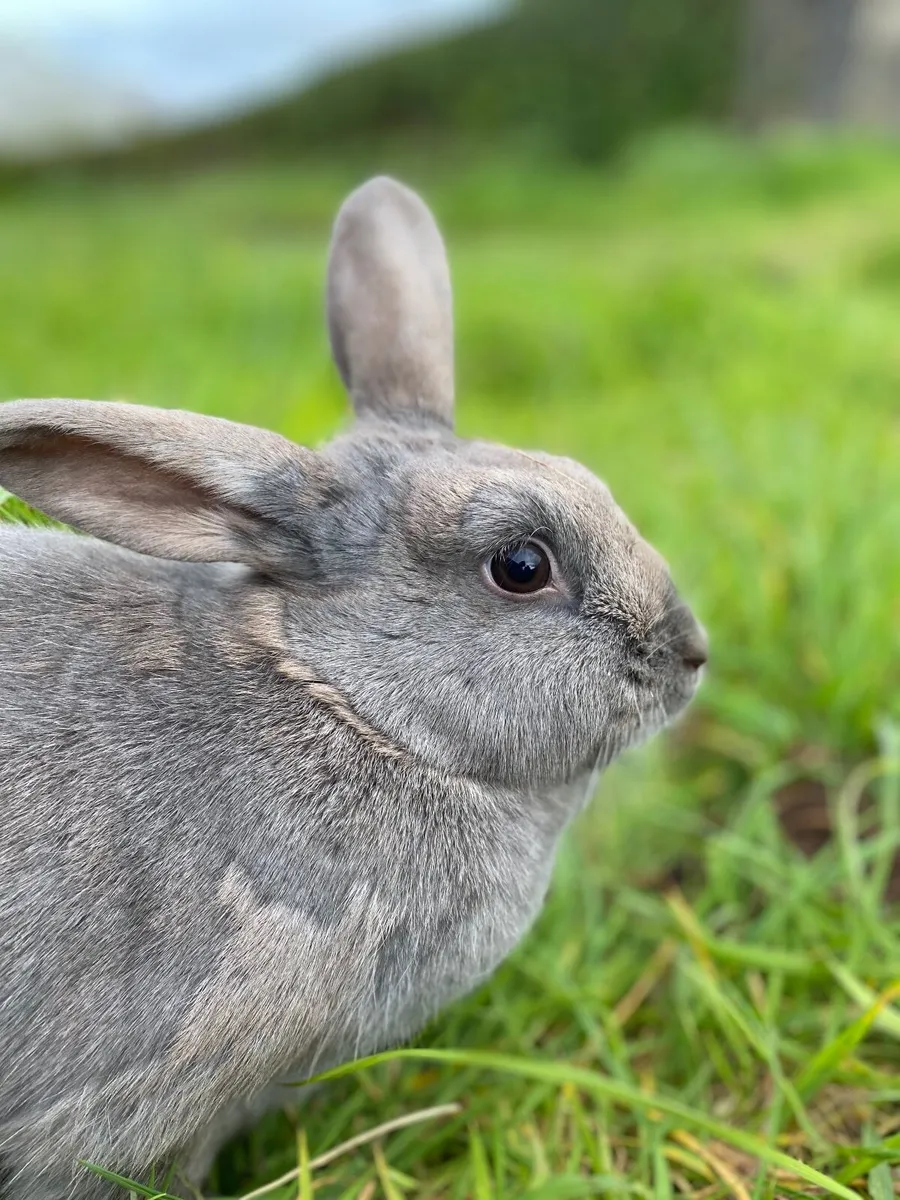 🗣️Bunnies, Rabbits, Rabbit for sale 15€ off!!‼️ - Image 1