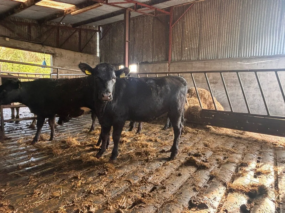 Life stock - Image 2