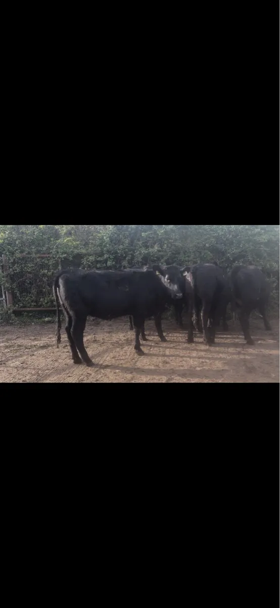 Life stock - Image 3