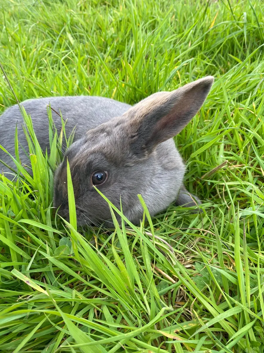 🗣️Bunnies, Rabbits, Rabbit for sale 15€ off!!‼️ - Image 3