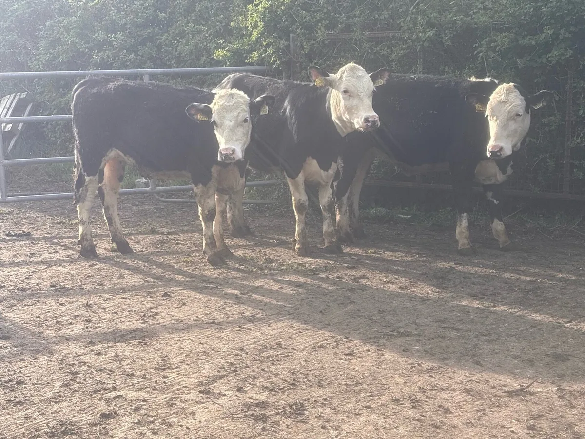 Life stock - Image 4