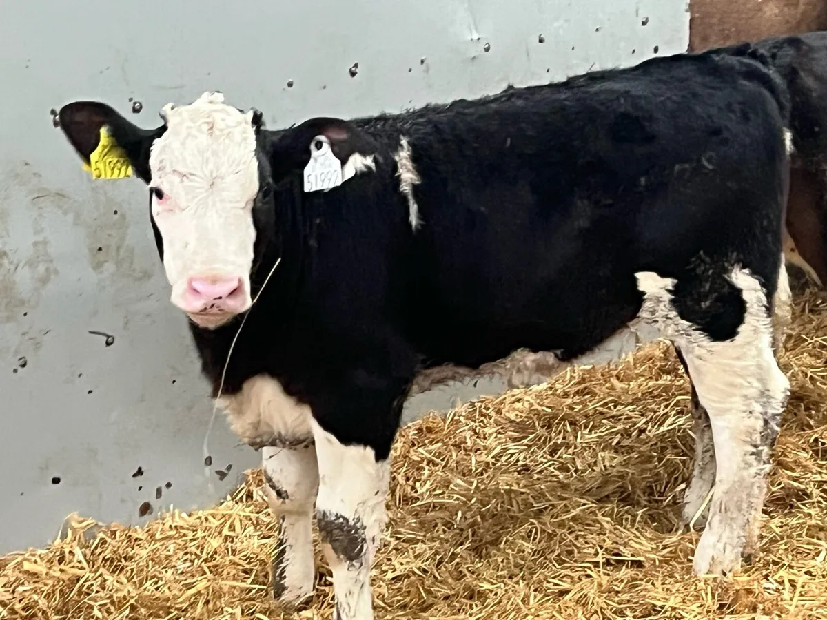 4 Real Proper Reared Hereford HeiferCalves - Image 3